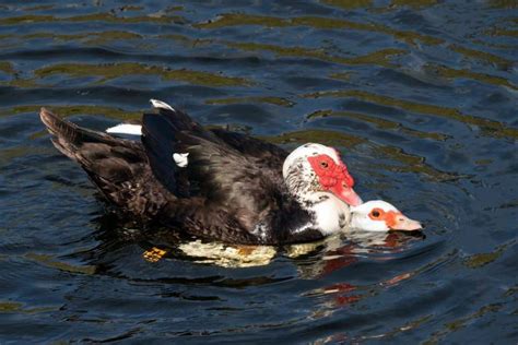 Muscovy Duck Egg Laying Incubation Guide | Earth Life