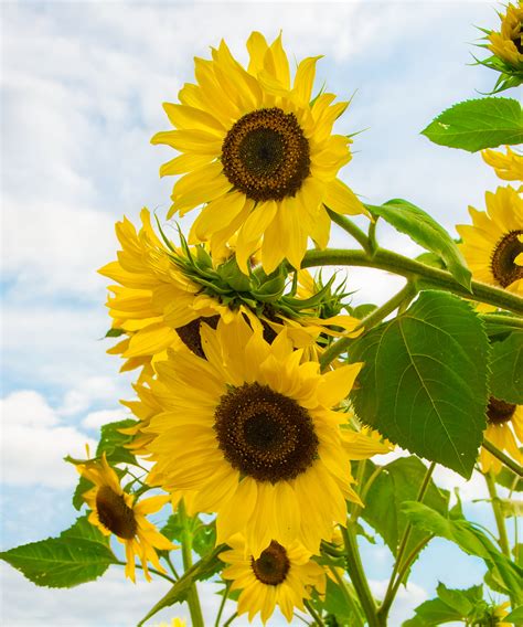 Full bloom sunflower in close-up photography HD wallpaper | Wallpaper Flare