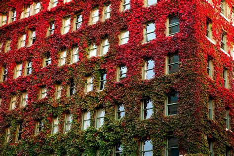 Sylvia Hotel West End of Vancouver, BC in full fall colour. | Virginia ...