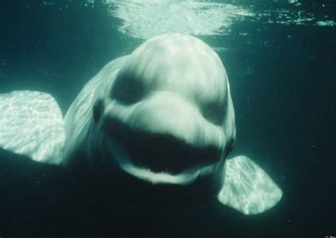 Beluga Whale Named Noc Mimics Human Noises With Spot-On Imitation ...