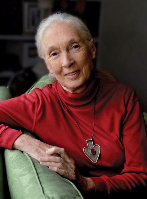 Jane Goodall | Biography, Awards, Institute, Books, & Facts | Britannica