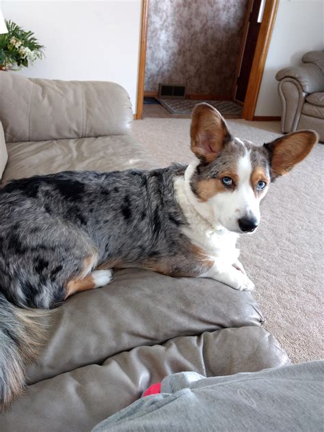 Meet Marty, my blue merle Cardigan corgi. : r/corgi