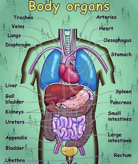 Body Organs - Vocabulary | Human body vocabulary, Human body organs, Body anatomy organs
