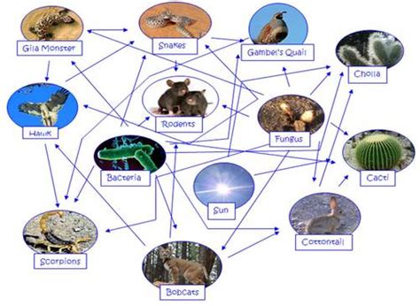 Producers/consumers - C E J K Desert Biome