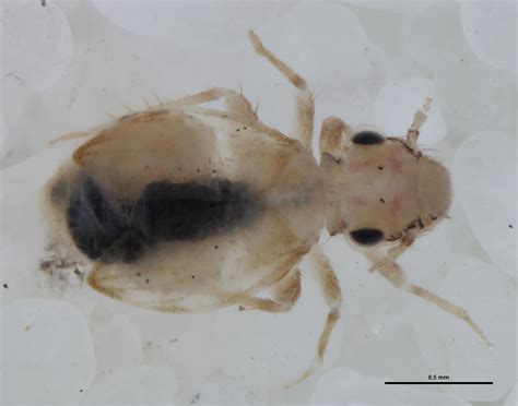 Catalogue of Organisms: The Psocoptera of Barrow Island