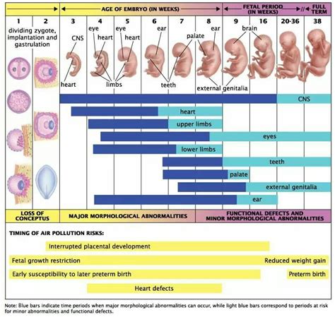 Pin by Feven Gy on I heart Science ! ( health and science) | Fetal development, Obstetrics and ...