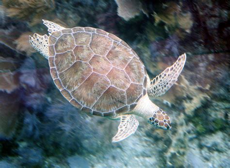 File:Green turtle John Pennekamp.jpg - Wikipedia