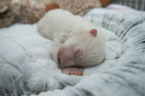 Baby Polar Bear Born at Columbus Zoo Gets a Name Selected by a Public Vote