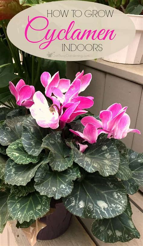 Cyclamen Plant Care: How To Care For Cyclamen Plant Indoors