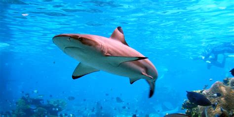 CSPOEverything You Know About Shark Conservation is Wrong - CSPO