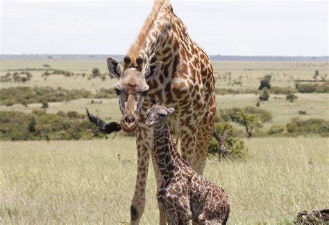 A Baby Giraffes First Moments - East Africa Safari Ventures