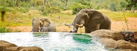 Motswari Game Lodge | Private Timbavati Game Reserve