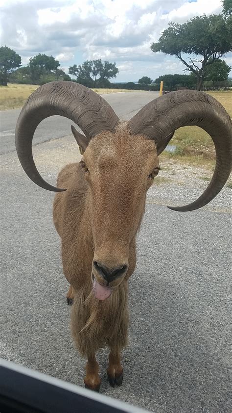 Took this cute picture of a ram type animal at Fossil Rim in Glen Rose ...