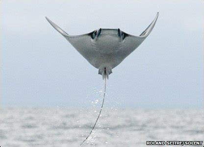 CBBC - Newsround - In pics: Amazing flying manta rays!