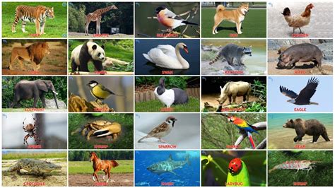 100 Pics Animals Birds