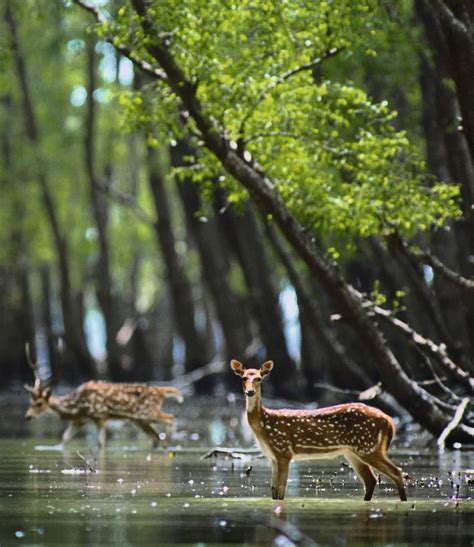 Wildlife tours, Sundarban Tiger safari India, Tiger tours photography