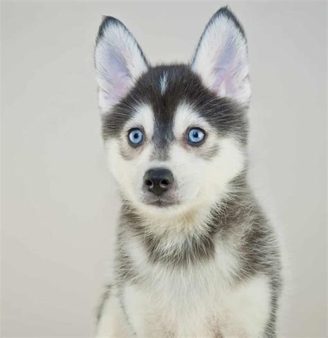 How Much Does it Cost to Own a Pomsky? - Animalso