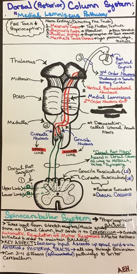 Dorsal Column Medial Lemniscus Pathway