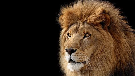 1366x768px | free download | HD wallpaper: animals, 1920x1080, Cool, mac, tattoos, Lion, African ...