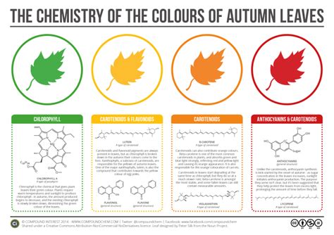 A Helpful Chart That Explains the Chemicals That Give Autumn Leaves ...