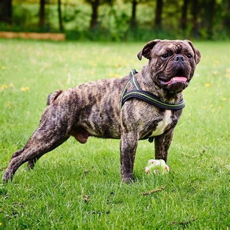 AP Brindle Buck. Canneo English Bulldog Male www.asgards-pride.com www ...