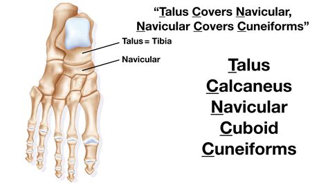 Foot Anatomy: Tarsal Bone Mnemonic, Names, Labeled Diagram, Location — EZmed