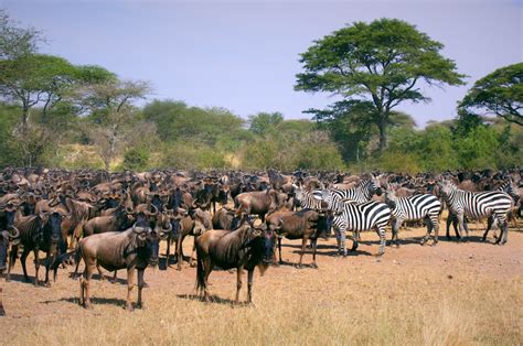 Wildebeest Migration – Serengeti National Park, Tanzania « The Touch of Sound