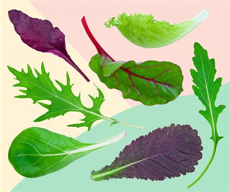 7 Types of Lettuce That Will Get You Excited About Salad