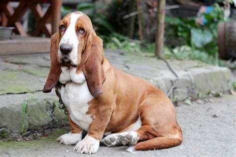 Basset Hound Colors: 10+Color Combinations & Markings