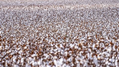 Plantation of Cotton in Tilt Shift Lens · Free Stock Photo