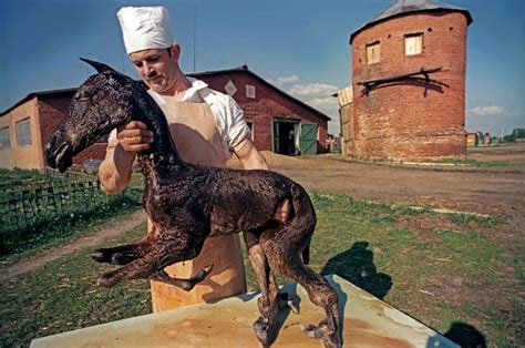 Veja como ficaram alguns animais depois do acidente nuclear de Chernobyl - Fique Sabendo