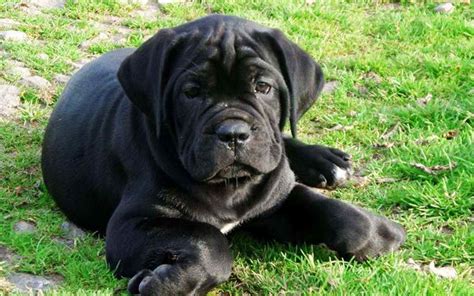 Black Mastiff Puppy Information | PETSIDI