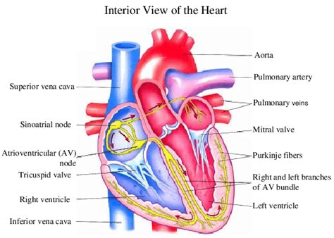 1 shows the heart anatomy from the anterior and interior views. The ...