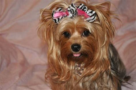 Yorkie in bows | Yorkie, Yorkie haircuts, Yorkie puppy for sale