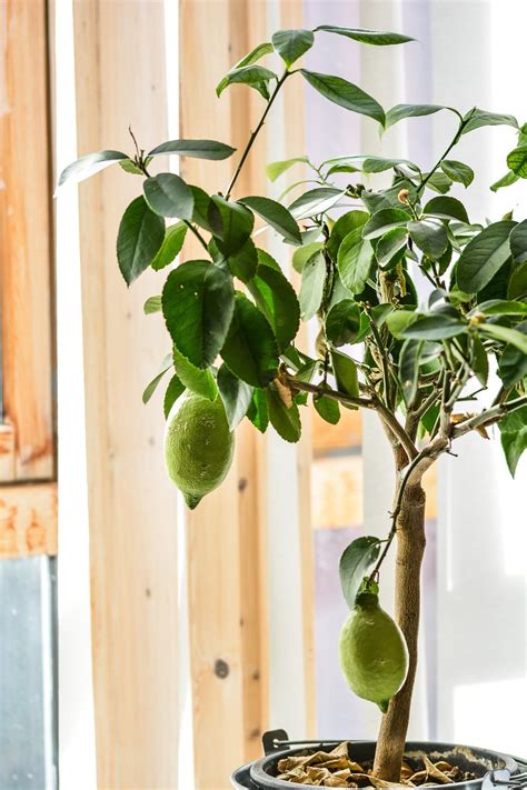 Indoor Lemon Tree Care Guide - Indoor Home Garden