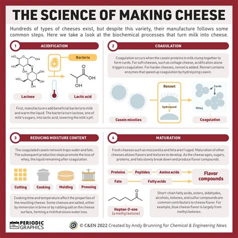 Periodic Graphics: The science of making cheese | How to make cheese ...