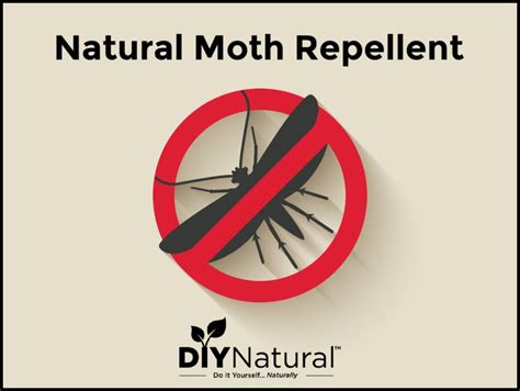 Moth Repellent: Natural Homemade Solutions Without Stinky Chemicals