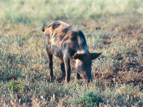 Remove Feral Pigs in Australia | M&P Vertebrate Pest Control