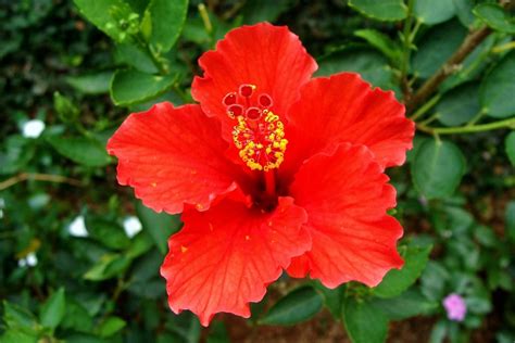 Hibiscus rosa-sinensis (Tropical hibiscus, Rose of China or Hawaiian ...