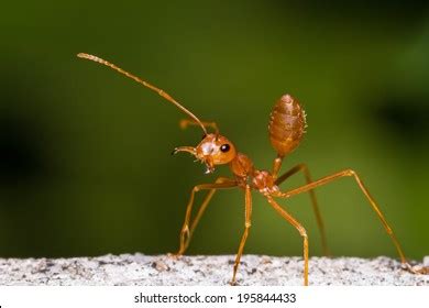 1,672 Ant Mandibles Images, Stock Photos & Vectors | Shutterstock