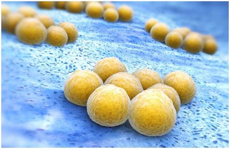 20 Interesting Facts About Staphylococcus Aureus + Symptoms of Staphylococcal Infections - Your ...