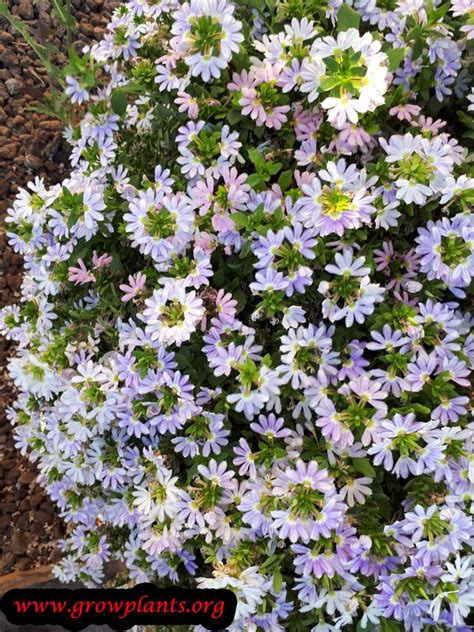 Scaevola aemula - How to grow & care