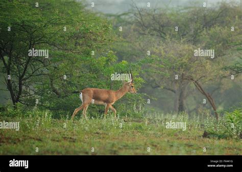 Chinkara Indian Gazelle in lush green habitat Stock Photo - Alamy