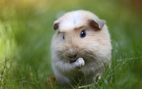 Pin on Guinea Pig Love