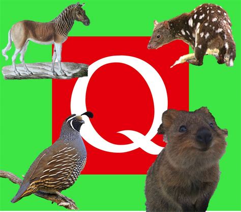 Animals That Start With Q - Inspec Wallp Animals