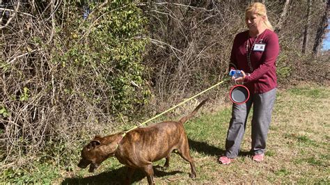 Gaston County animal shelter is seeking dog walkers