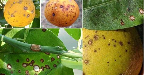 Citrus Anthracnose Disease: How To Identify and Control? - ToAgriculture