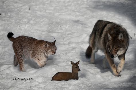 Lynx Vs Wolf Whats for dinner by PictureByPali on DeviantArt