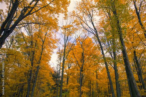 Fall Colours in Canada Stock Photo | Adobe Stock