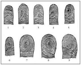 FINGERPRINTING - The Classification of Fingerprints & Dermatoglyphics!